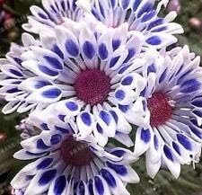 100Pz Arcobaleno Crisantemo Semi di Fiori ornamentali Colore raro Nuovo Scegli più Crisantemo Félig Giardino di Fiori