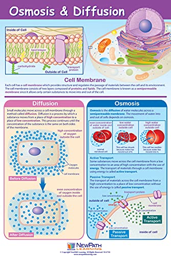 NewPath Tanulás Sejt Szerkezete & Folyamatok Plakátok, Set/4 (Sejtek, Ozmózis/Diffúzió, Mitózis/Meiózis, az Őssejtek)